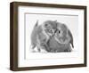 Domestic Kitten (Felis Catus) Next to Bunny, Domestic Rabbit-Jane Burton-Framed Premium Photographic Print