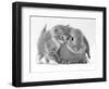 Domestic Kitten (Felis Catus) Next to Bunny, Domestic Rabbit-Jane Burton-Framed Premium Photographic Print