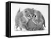 Domestic Kitten (Felis Catus) Next to Bunny, Domestic Rabbit-Jane Burton-Framed Stretched Canvas