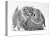 Domestic Kitten (Felis Catus) Next to Bunny, Domestic Rabbit-Jane Burton-Stretched Canvas