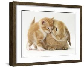 Domestic Kitten (Felis Catus) Next to Bunny, Domestic Rabbit-Jane Burton-Framed Photographic Print