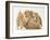 Domestic Kitten (Felis Catus) Next to Bunny, Domestic Rabbit-Jane Burton-Framed Photographic Print