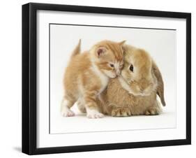 Domestic Kitten (Felis Catus) Next to Bunny, Domestic Rabbit-Jane Burton-Framed Photographic Print