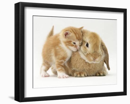 Domestic Kitten (Felis Catus) Next to Bunny, Domestic Rabbit-Jane Burton-Framed Photographic Print