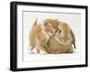 Domestic Kitten (Felis Catus) Next to Bunny, Domestic Rabbit-Jane Burton-Framed Photographic Print