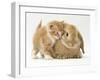 Domestic Kitten (Felis Catus) Next to Bunny, Domestic Rabbit-Jane Burton-Framed Photographic Print