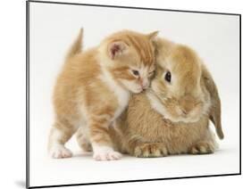 Domestic Kitten (Felis Catus) Next to Bunny, Domestic Rabbit-Jane Burton-Mounted Photographic Print