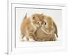 Domestic Kitten (Felis Catus) Next to Bunny, Domestic Rabbit-Jane Burton-Framed Photographic Print