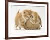 Domestic Kitten (Felis Catus) Next to Bunny, Domestic Rabbit-Jane Burton-Framed Photographic Print