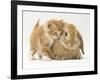 Domestic Kitten (Felis Catus) Next to Bunny, Domestic Rabbit-Jane Burton-Framed Photographic Print