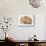 Domestic Kitten (Felis Catus) Next to Bunny, Domestic Rabbit-Jane Burton-Mounted Photographic Print displayed on a wall