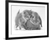 Domestic Kitten (Felis Catus) Next to Bunny, Domestic Rabbit-Jane Burton-Framed Photographic Print