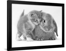 Domestic Kitten (Felis Catus) Next to Bunny, Domestic Rabbit-Jane Burton-Framed Photographic Print