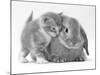 Domestic Kitten (Felis Catus) Next to Bunny, Domestic Rabbit-Jane Burton-Mounted Photographic Print