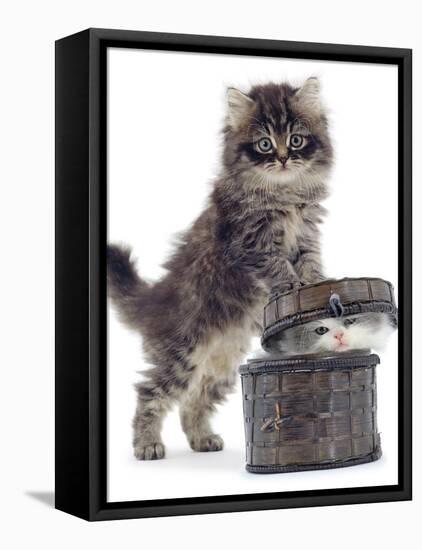 Domestic Kitten (Felis Catus) on Basket with Another Kitten Inside It-Jane Burton-Framed Stretched Canvas