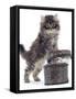 Domestic Kitten (Felis Catus) on Basket with Another Kitten Inside It-Jane Burton-Framed Stretched Canvas