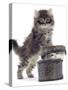 Domestic Kitten (Felis Catus) on Basket with Another Kitten Inside It-Jane Burton-Stretched Canvas