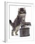 Domestic Kitten (Felis Catus) on Basket with Another Kitten Inside It-Jane Burton-Framed Photographic Print