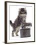 Domestic Kitten (Felis Catus) on Basket with Another Kitten Inside It-Jane Burton-Framed Photographic Print