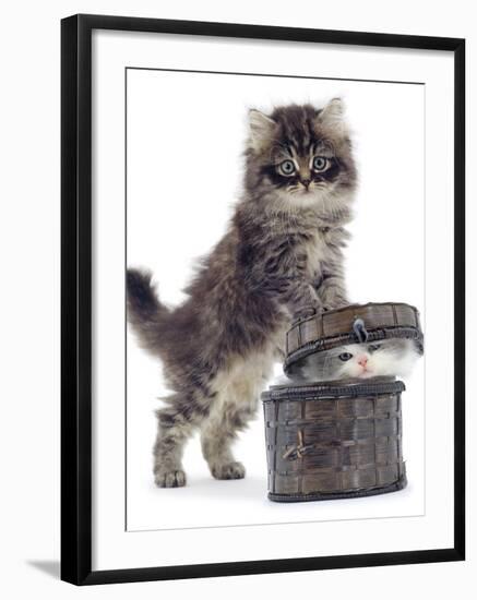 Domestic Kitten (Felis Catus) on Basket with Another Kitten Inside It-Jane Burton-Framed Photographic Print