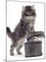 Domestic Kitten (Felis Catus) on Basket with Another Kitten Inside It-Jane Burton-Mounted Photographic Print