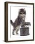 Domestic Kitten (Felis Catus) on Basket with Another Kitten Inside It-Jane Burton-Framed Photographic Print