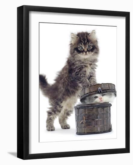 Domestic Kitten (Felis Catus) on Basket with Another Kitten Inside It-Jane Burton-Framed Photographic Print