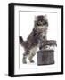 Domestic Kitten (Felis Catus) on Basket with Another Kitten Inside It-Jane Burton-Framed Photographic Print