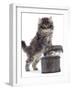 Domestic Kitten (Felis Catus) on Basket with Another Kitten Inside It-Jane Burton-Framed Photographic Print