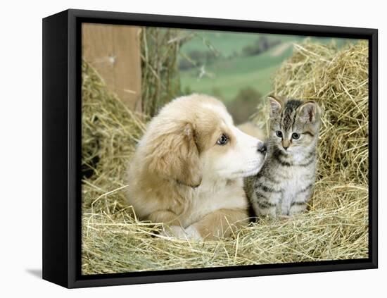 Domestic Kitten (Felis Catus) with Puppy (Canis Familiaris) in Hay-Jane Burton-Framed Stretched Canvas