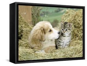 Domestic Kitten (Felis Catus) with Puppy (Canis Familiaris) in Hay-Jane Burton-Framed Stretched Canvas