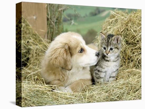 Domestic Kitten (Felis Catus) with Puppy (Canis Familiaris) in Hay-Jane Burton-Stretched Canvas