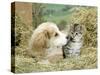Domestic Kitten (Felis Catus) with Puppy (Canis Familiaris) in Hay-Jane Burton-Stretched Canvas