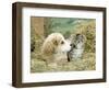 Domestic Kitten (Felis Catus) with Puppy (Canis Familiaris) in Hay-Jane Burton-Framed Premium Photographic Print