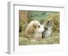 Domestic Kitten (Felis Catus) with Puppy (Canis Familiaris) in Hay-Jane Burton-Framed Premium Photographic Print