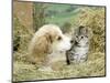 Domestic Kitten (Felis Catus) with Puppy (Canis Familiaris) in Hay-Jane Burton-Mounted Premium Photographic Print