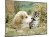 Domestic Kitten (Felis Catus) with Puppy (Canis Familiaris) in Hay-Jane Burton-Mounted Premium Photographic Print