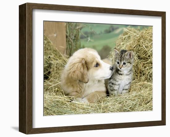 Domestic Kitten (Felis Catus) with Puppy (Canis Familiaris) in Hay-Jane Burton-Framed Photographic Print