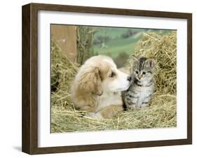 Domestic Kitten (Felis Catus) with Puppy (Canis Familiaris) in Hay-Jane Burton-Framed Photographic Print