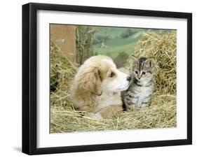 Domestic Kitten (Felis Catus) with Puppy (Canis Familiaris) in Hay-Jane Burton-Framed Photographic Print