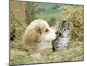 Domestic Kitten (Felis Catus) with Puppy (Canis Familiaris) in Hay-Jane Burton-Mounted Photographic Print