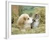 Domestic Kitten (Felis Catus) with Puppy (Canis Familiaris) in Hay-Jane Burton-Framed Photographic Print