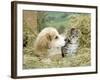 Domestic Kitten (Felis Catus) with Puppy (Canis Familiaris) in Hay-Jane Burton-Framed Photographic Print