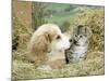 Domestic Kitten (Felis Catus) with Puppy (Canis Familiaris) in Hay-Jane Burton-Mounted Photographic Print