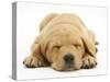 Domestic Labrador Puppy (Canis Familiaris) Sleeping-Jane Burton-Stretched Canvas
