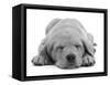 Domestic Labrador Puppy (Canis Familiaris) Sleeping-Jane Burton-Framed Stretched Canvas