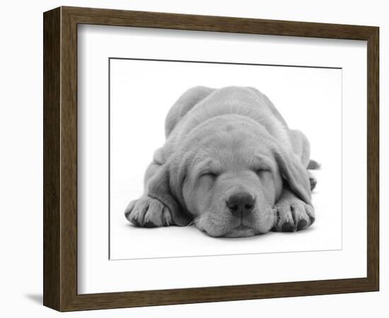 Domestic Labrador Puppy (Canis Familiaris) Sleeping-Jane Burton-Framed Premium Photographic Print