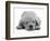 Domestic Labrador Puppy (Canis Familiaris) Sleeping-Jane Burton-Framed Premium Photographic Print
