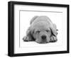 Domestic Labrador Puppy (Canis Familiaris) Sleeping-Jane Burton-Framed Premium Photographic Print