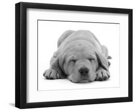 Domestic Labrador Puppy (Canis Familiaris) Sleeping-Jane Burton-Framed Premium Photographic Print